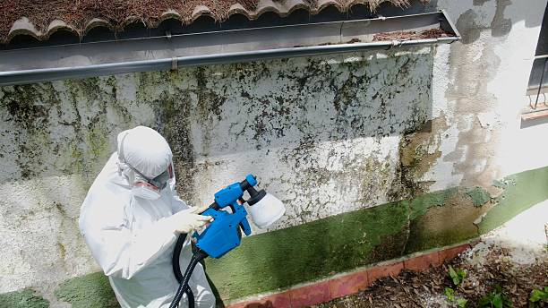 Trusted Commercial Mold Remediation service in Altoona, PA - Cheap Mold Removal